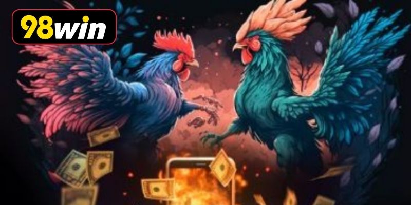 Bí kíp theo dõi gà chiến chuẩn chuyên gia