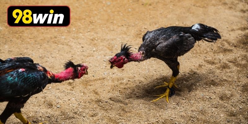 Cao thủ chia sẻ kinh nghiệm xem trận hiệu quả
